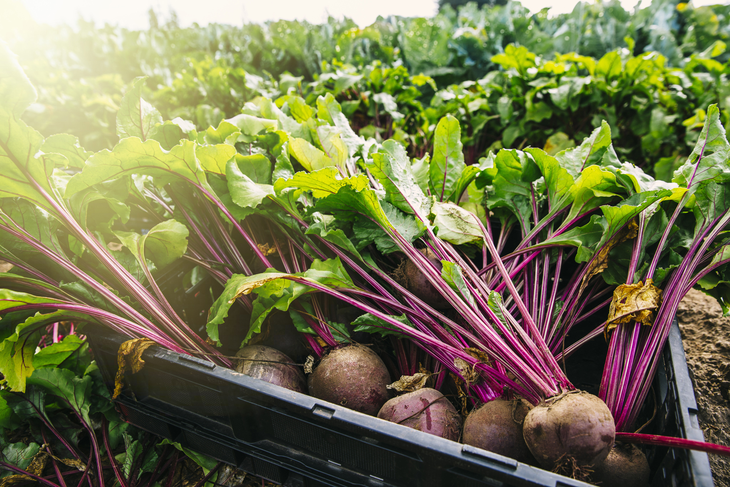 A close-up of beets placed in a black plastic crate.