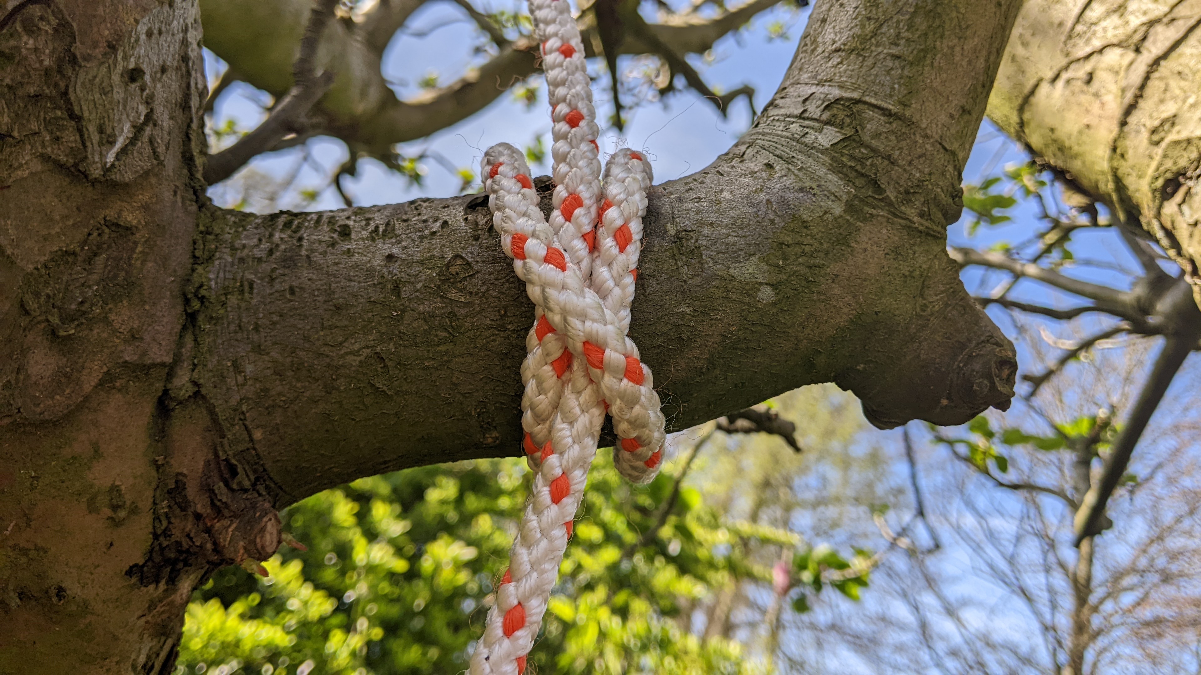 A clove hitch around a tree.