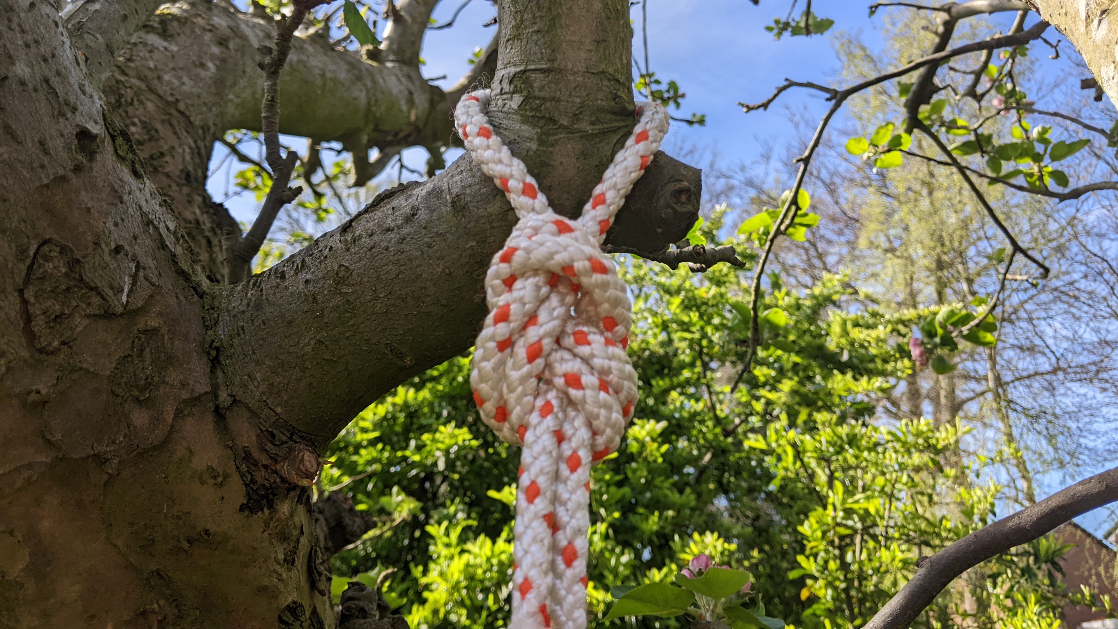 A double figure-eight against a tree.