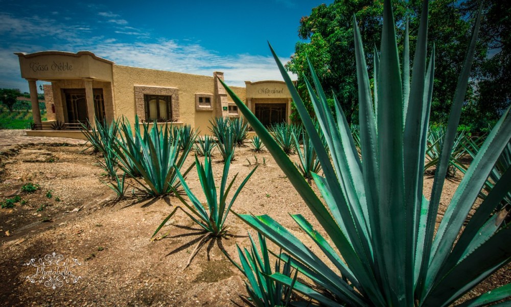 Agave plants growing in the Mexican desert.