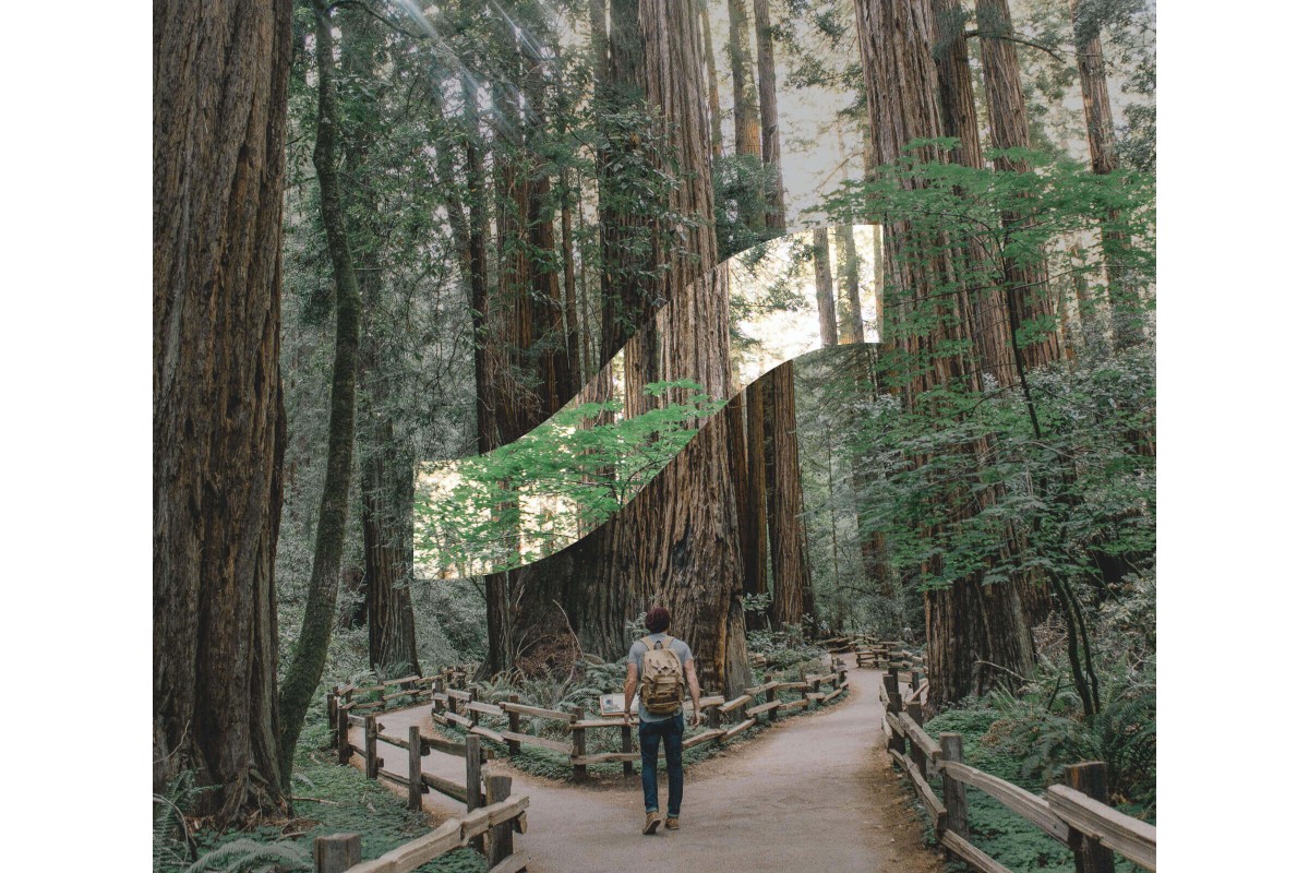 A man walks amid tall trees with the Sanvello app logo overlaid on top.