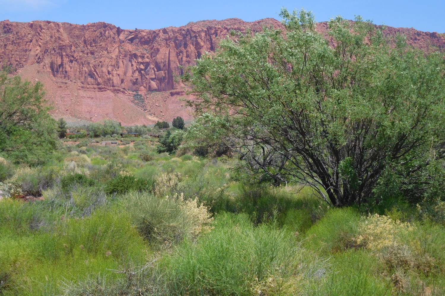 A lush desert landscape at Kayenta Art Village near Ivins, Utah.