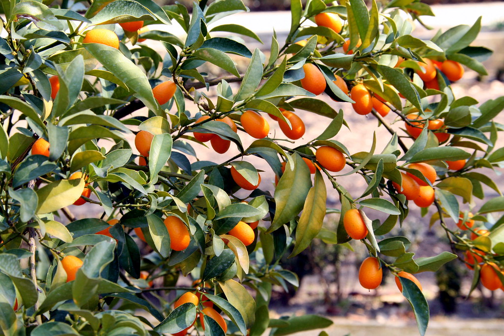 Kumquat tree