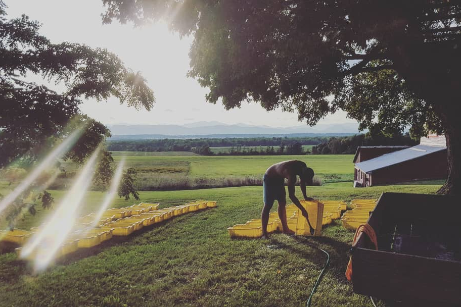 A vineyard scene a La Garagista in Vermont.