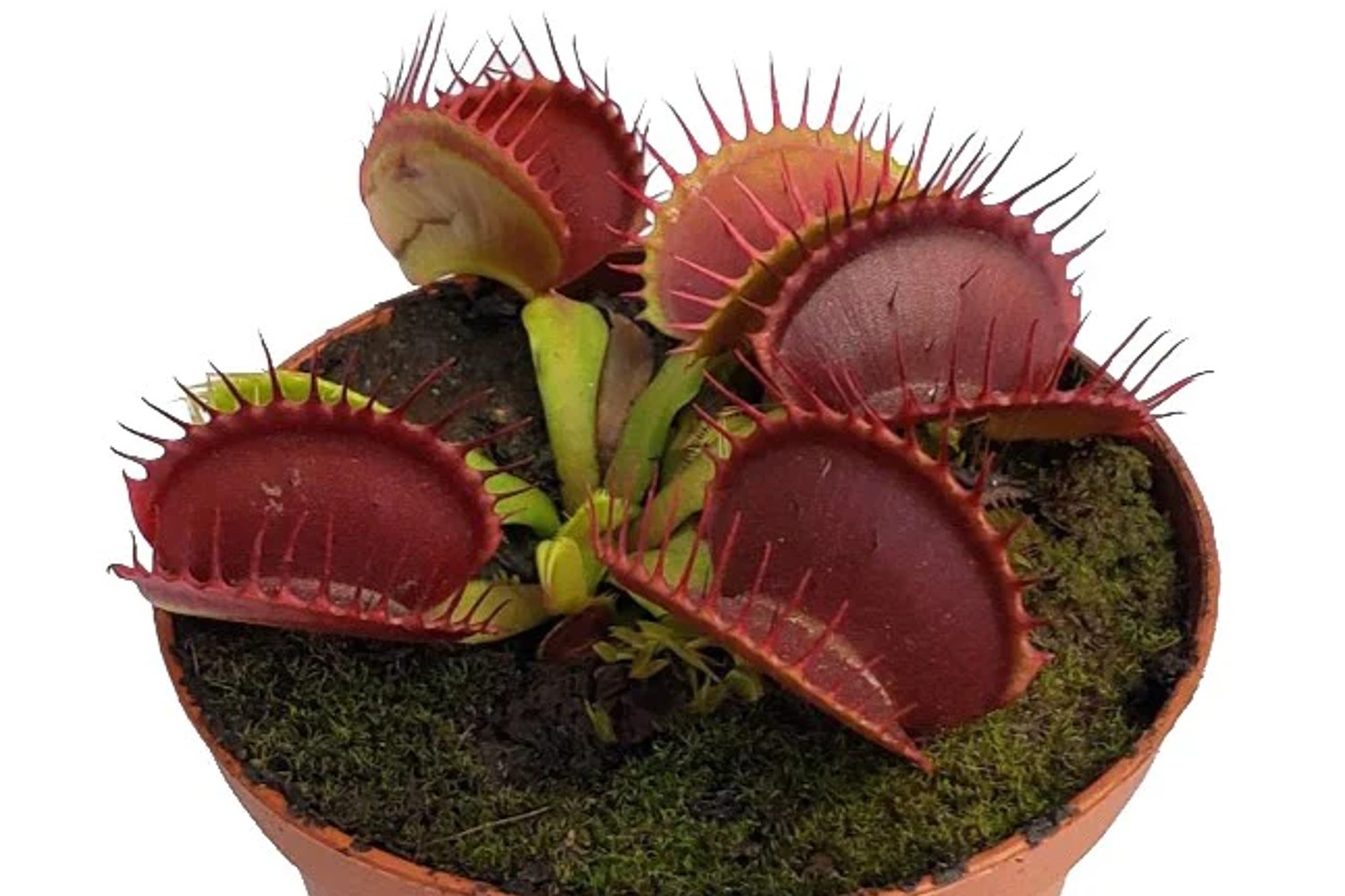 A close-up of the B52 Venus Flytrap.