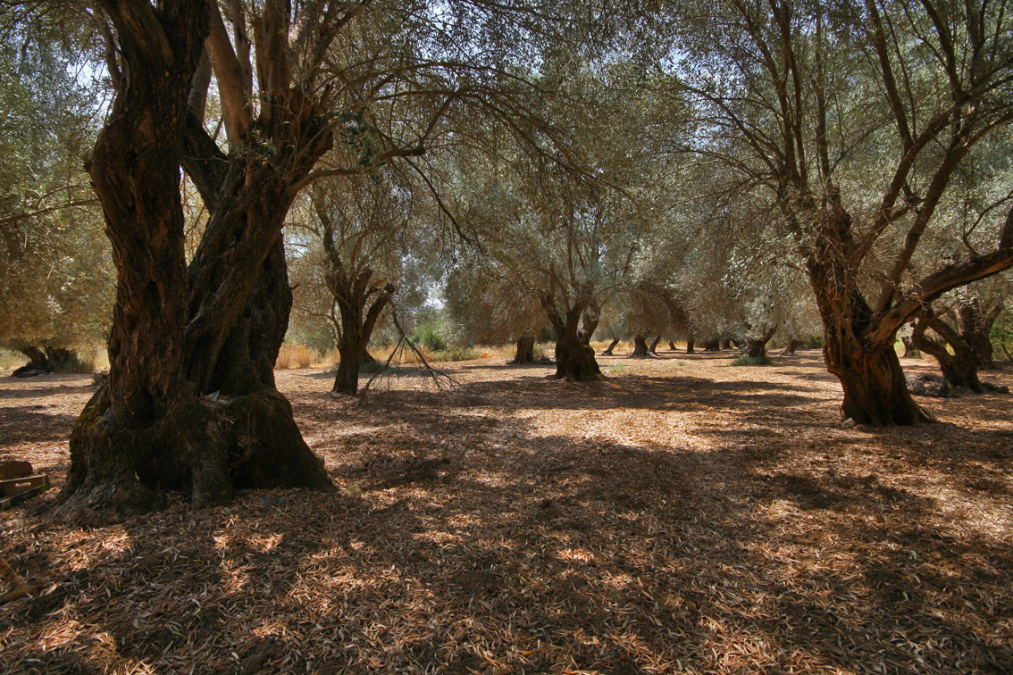 An olive grove in Europe.