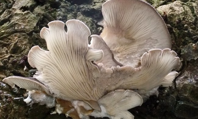 An oyster mushroom still growing in the ground.