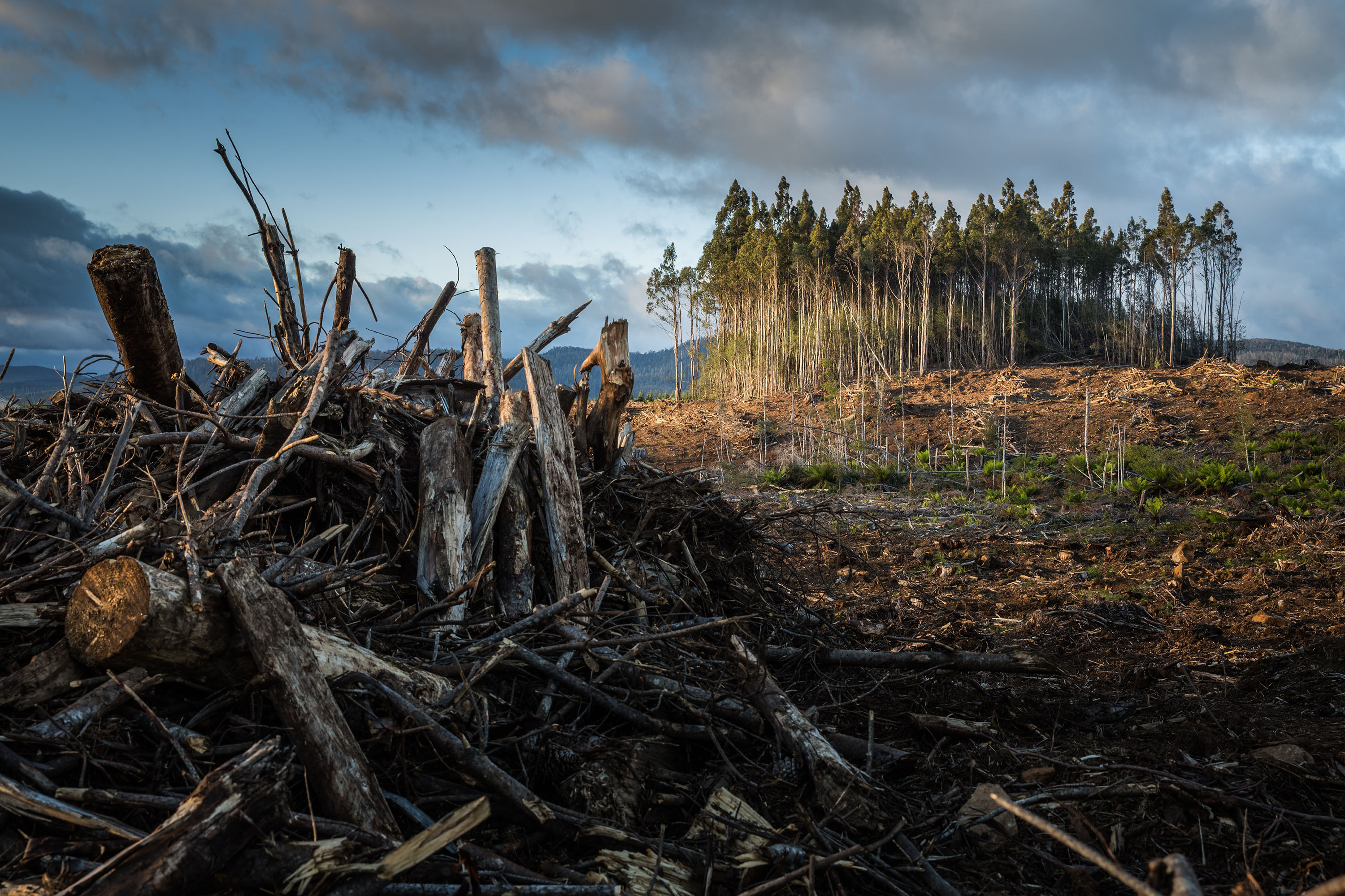 cut trees and deforestation surrounding a patch of live trees