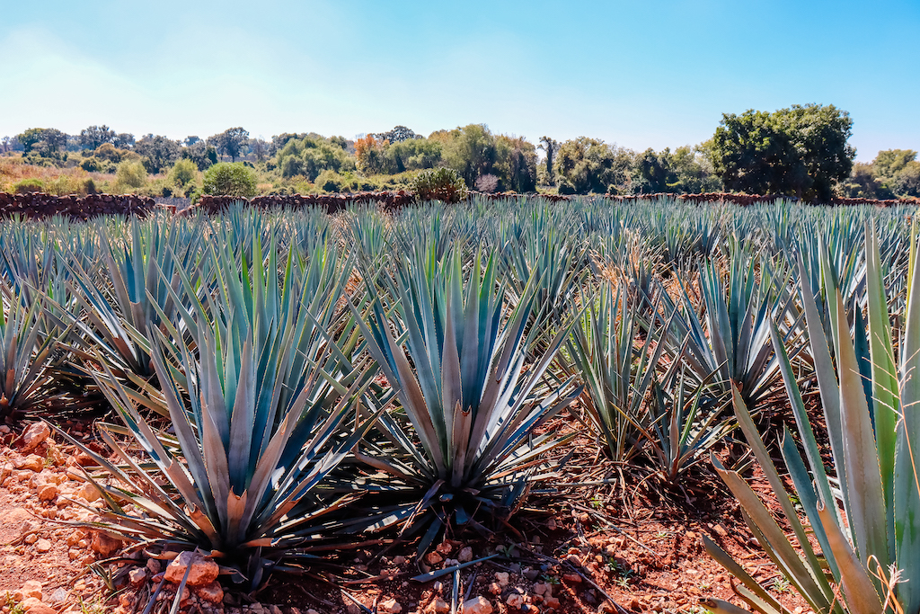 how-to-taste-tequila-like-you-know-what-you-re-doing-the-manual