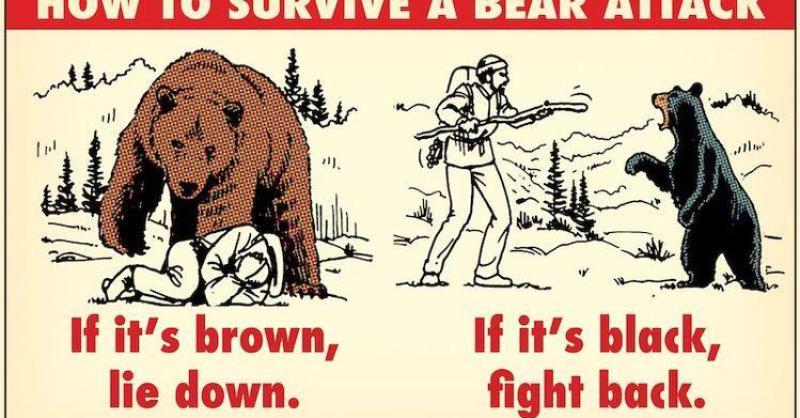 Bear in mind: a guide to Bears tailgating