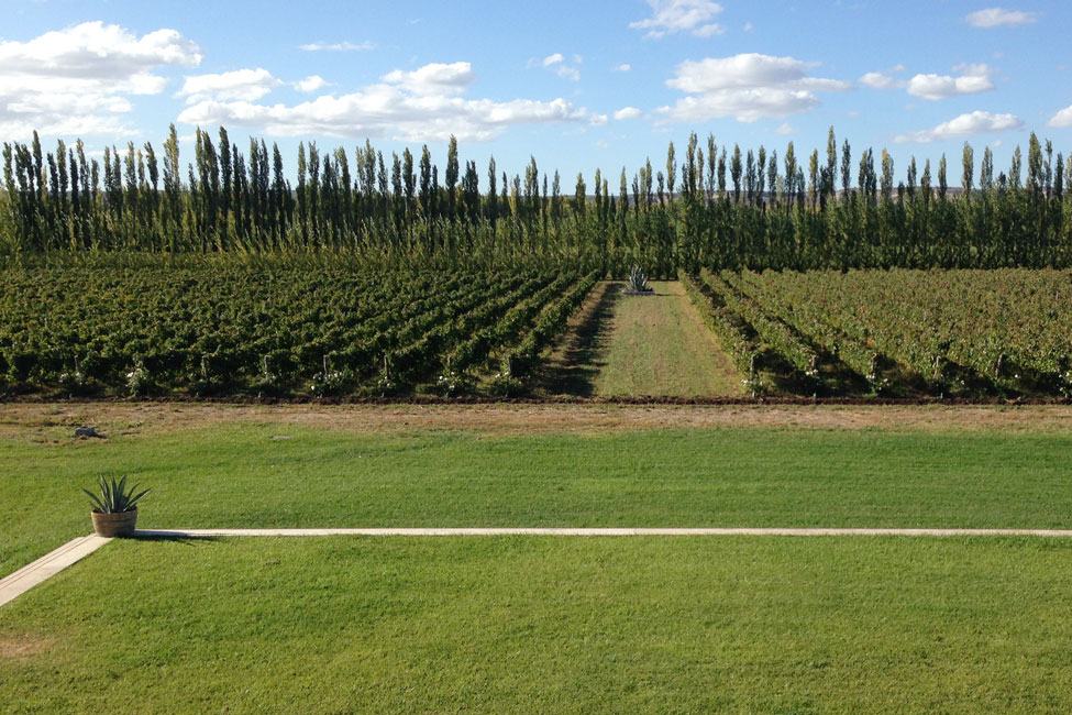 The vineyard at Bodega Chacra in Argentina.