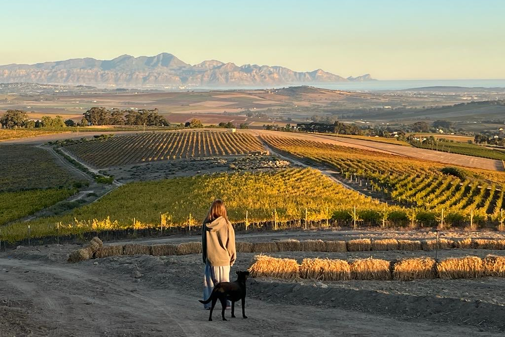 An image of Reyneke vineyards in South Africa.