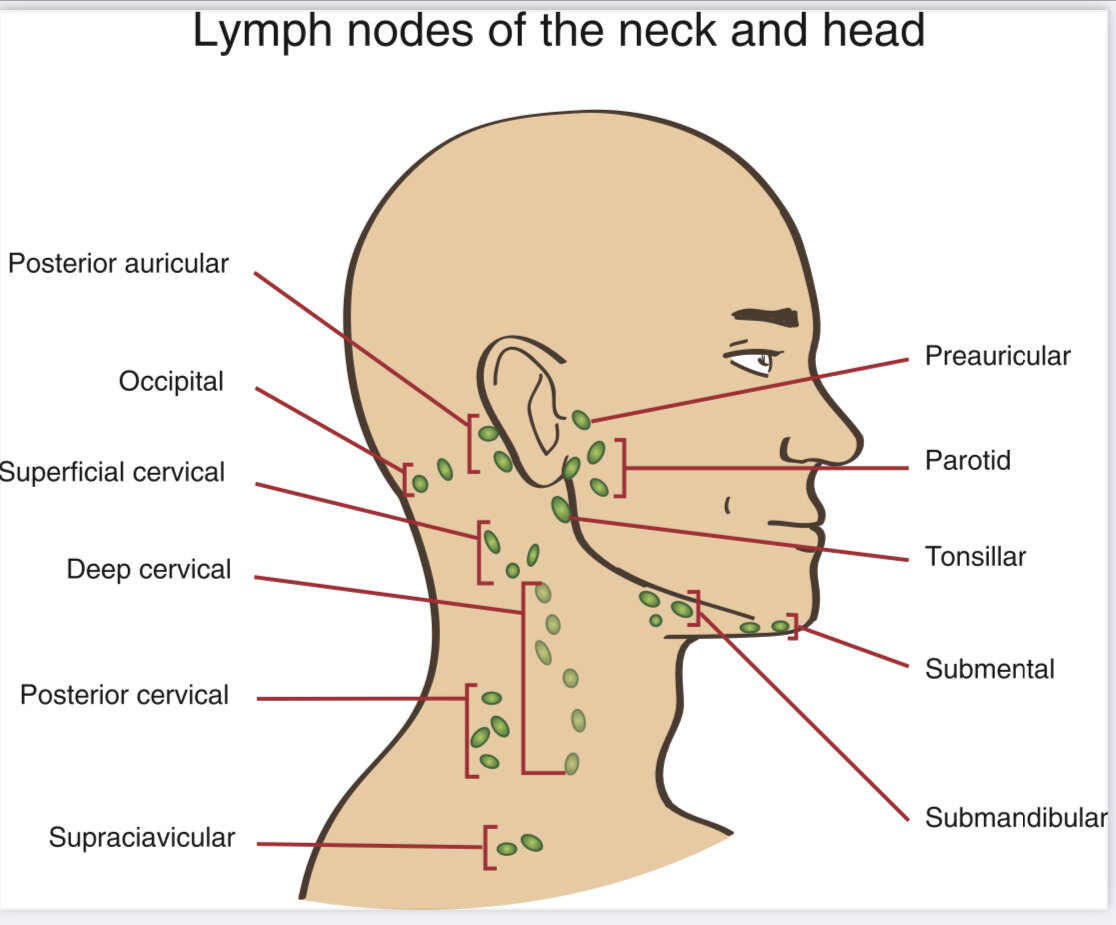 Lymphatic drainage massage diagram