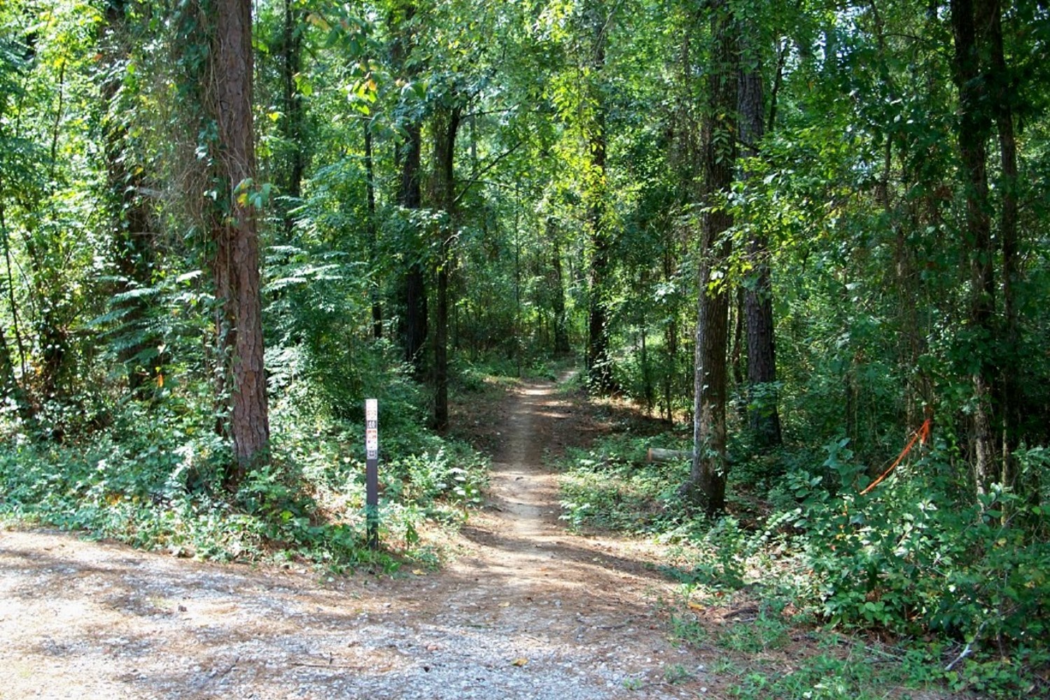 The Forks Area Trail System (FATS) at Francis Marion and Sumter National Forests in Edgefield County, South Carolina.