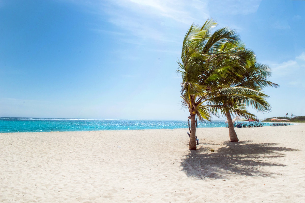 white sand beach with palm trees