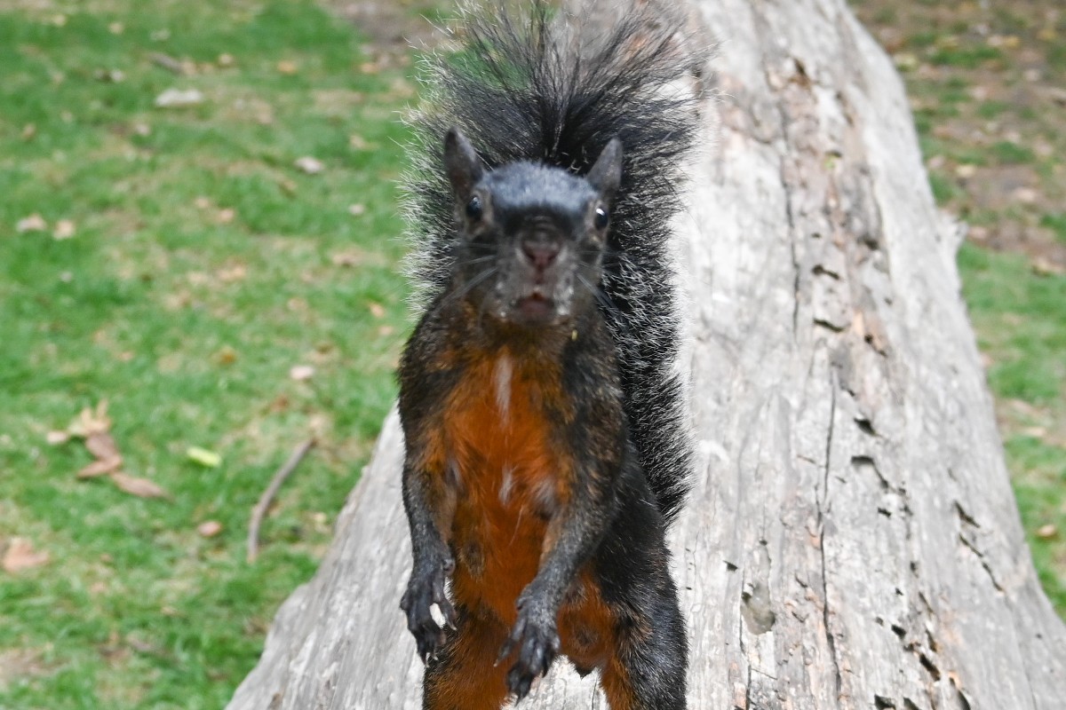 Chapultepec squirrel.