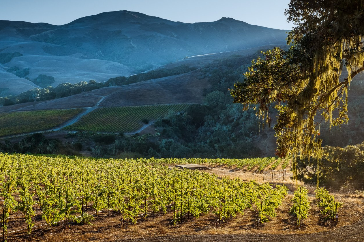 The vineyard at Alma Rosa Winery.