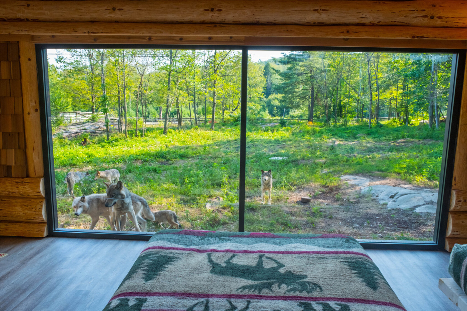 Sleep among a pack of wolves at Canada s luxe adventure Parc Omega