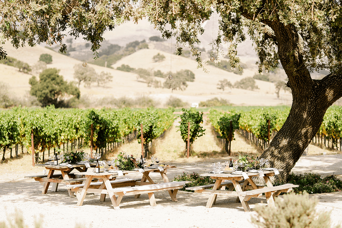 The vineyard at Zaca Mesa Winery.