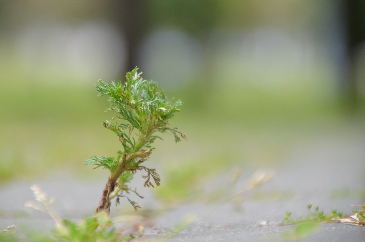 Capillary wormwood