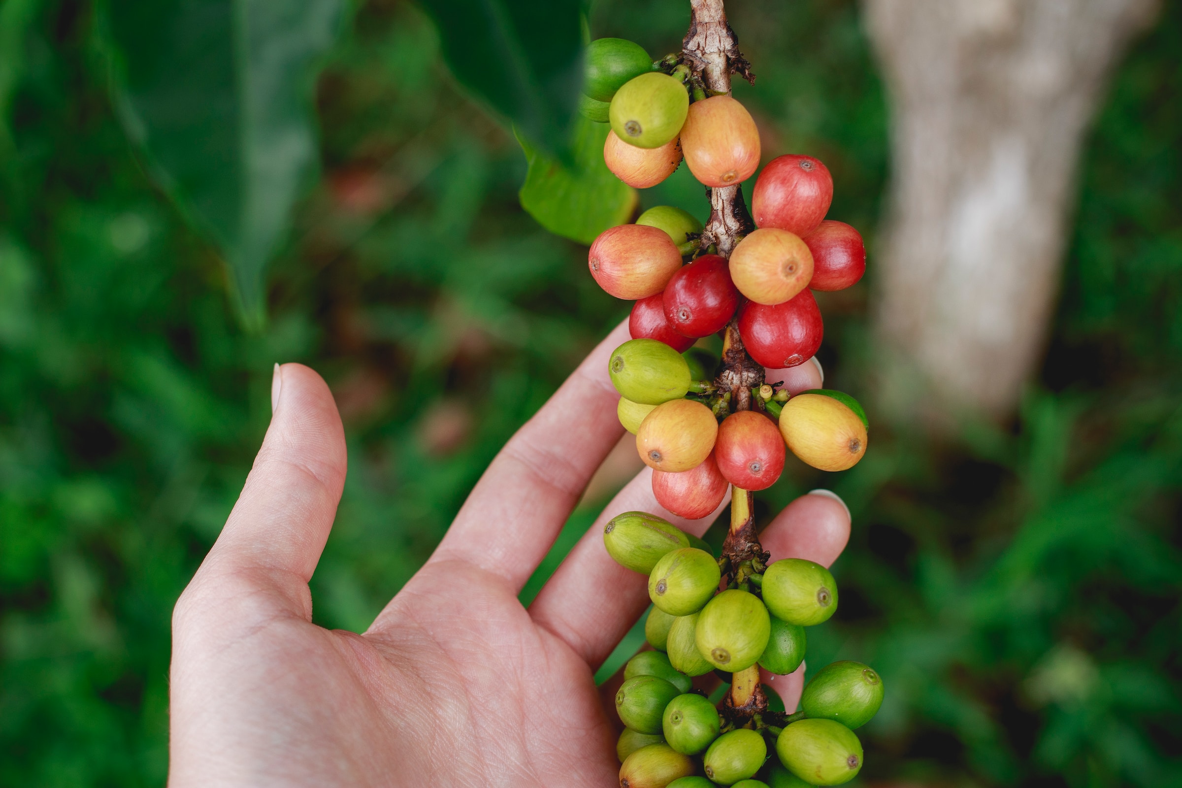 Coffee bean plant