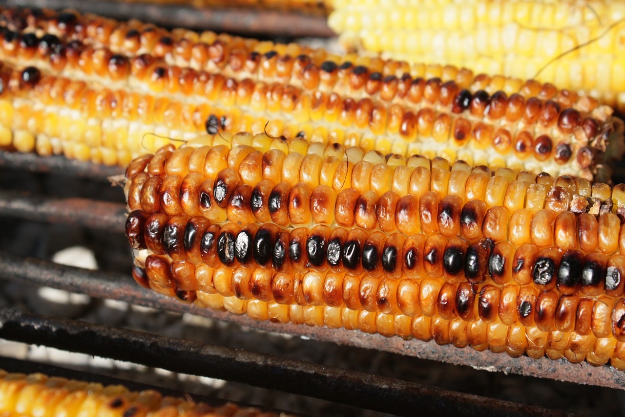 Grilled corn on the cob