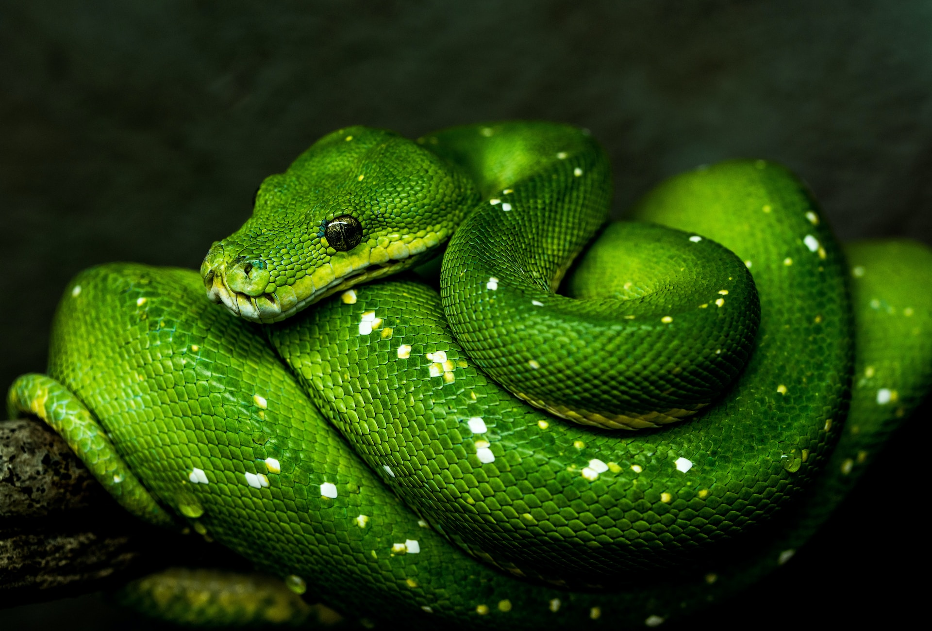 A coiled green snake