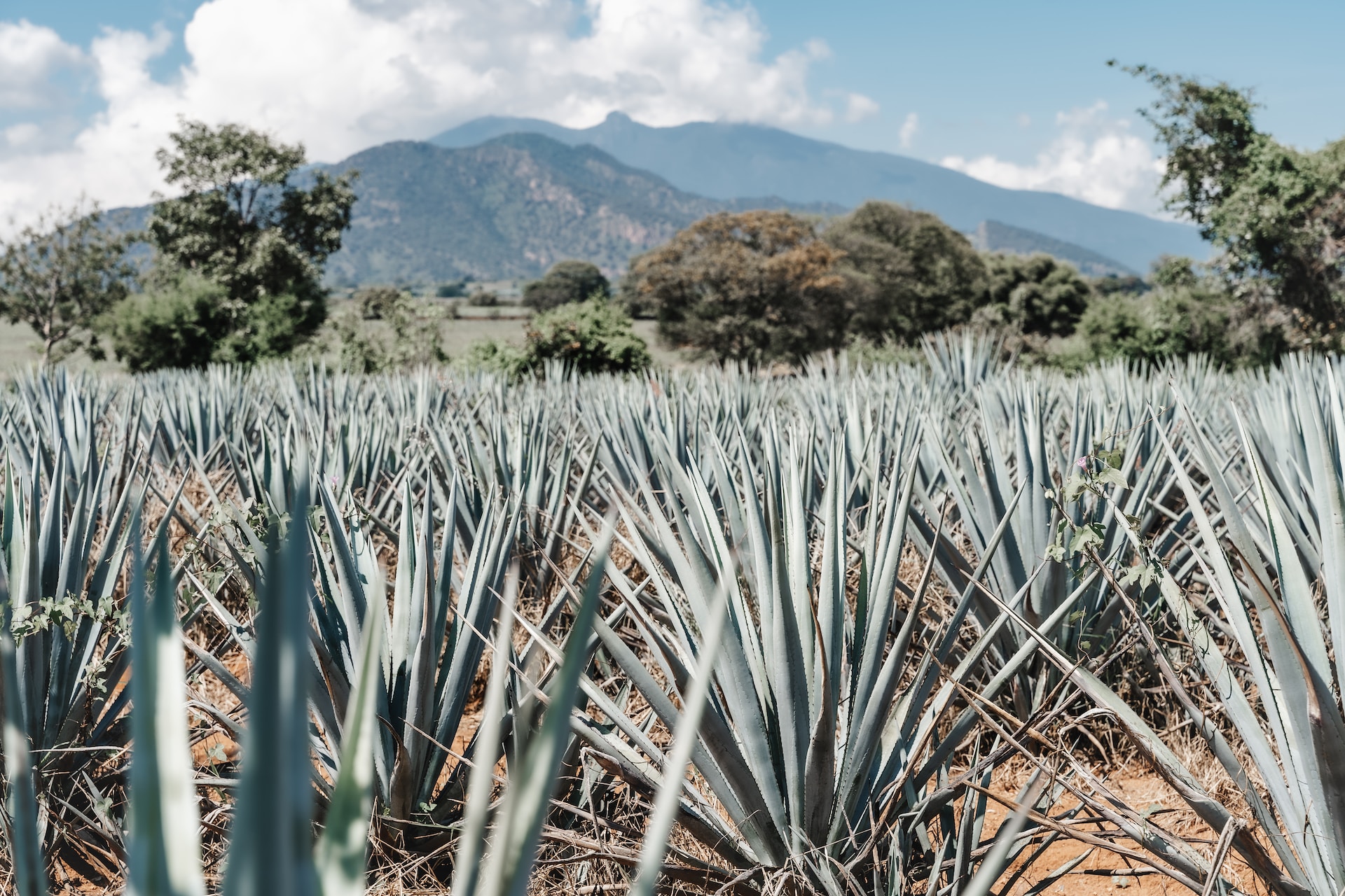 Agave fields