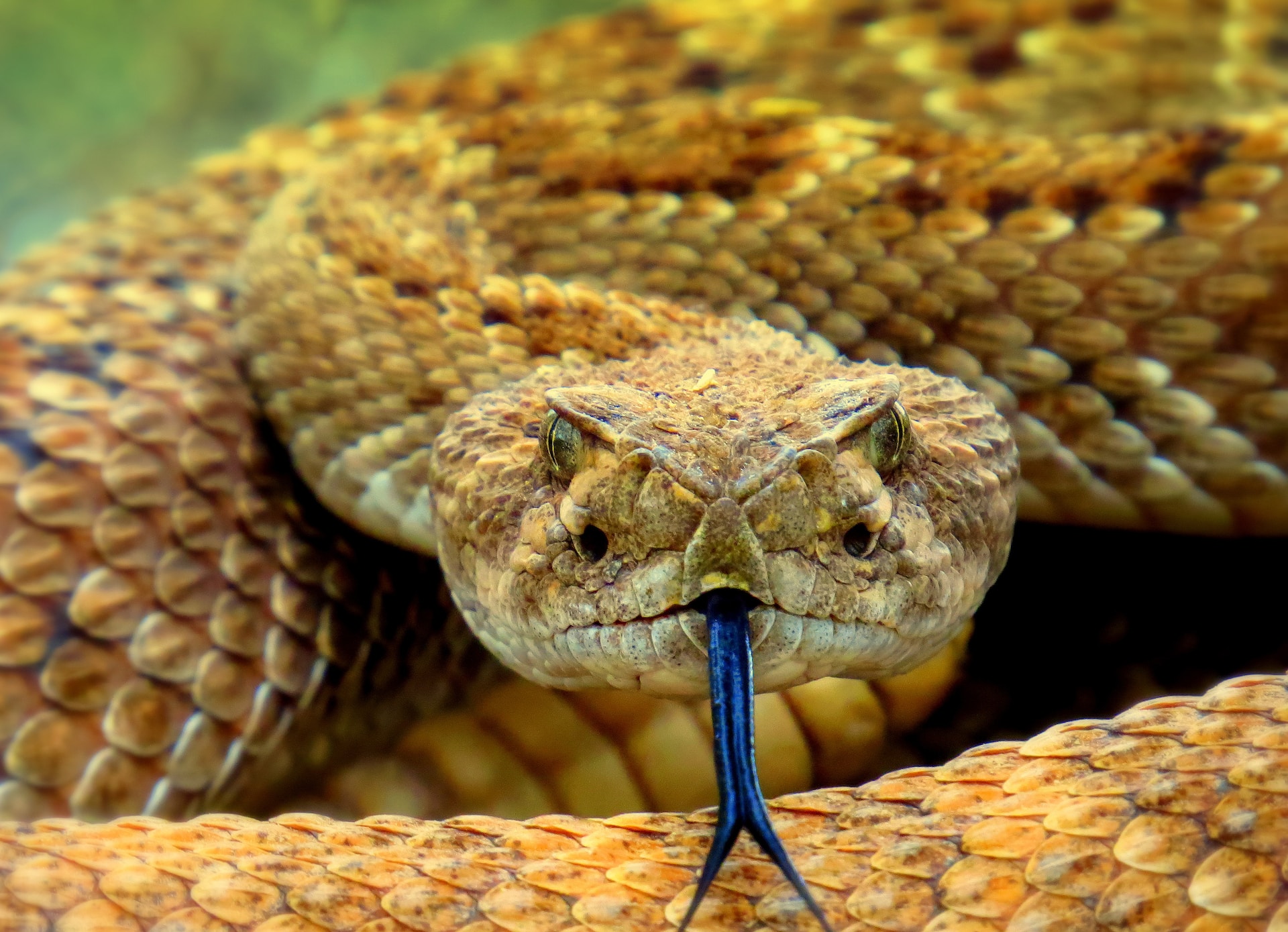 A brown snake with a blue forked tongue