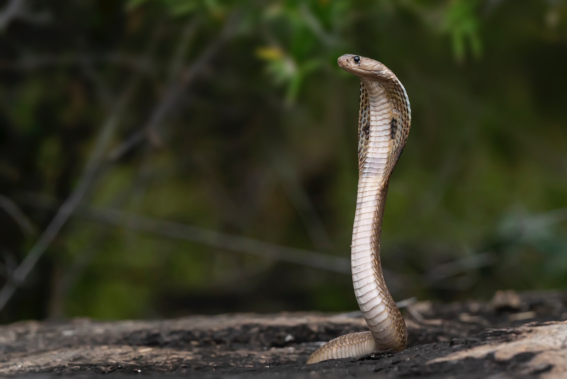 Snake standing up