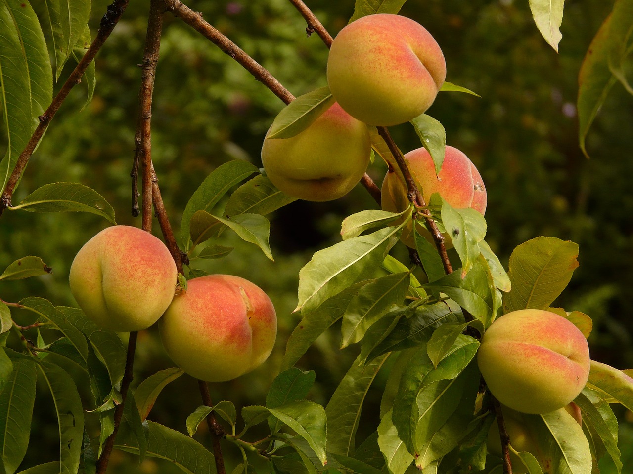 Peaches on tree