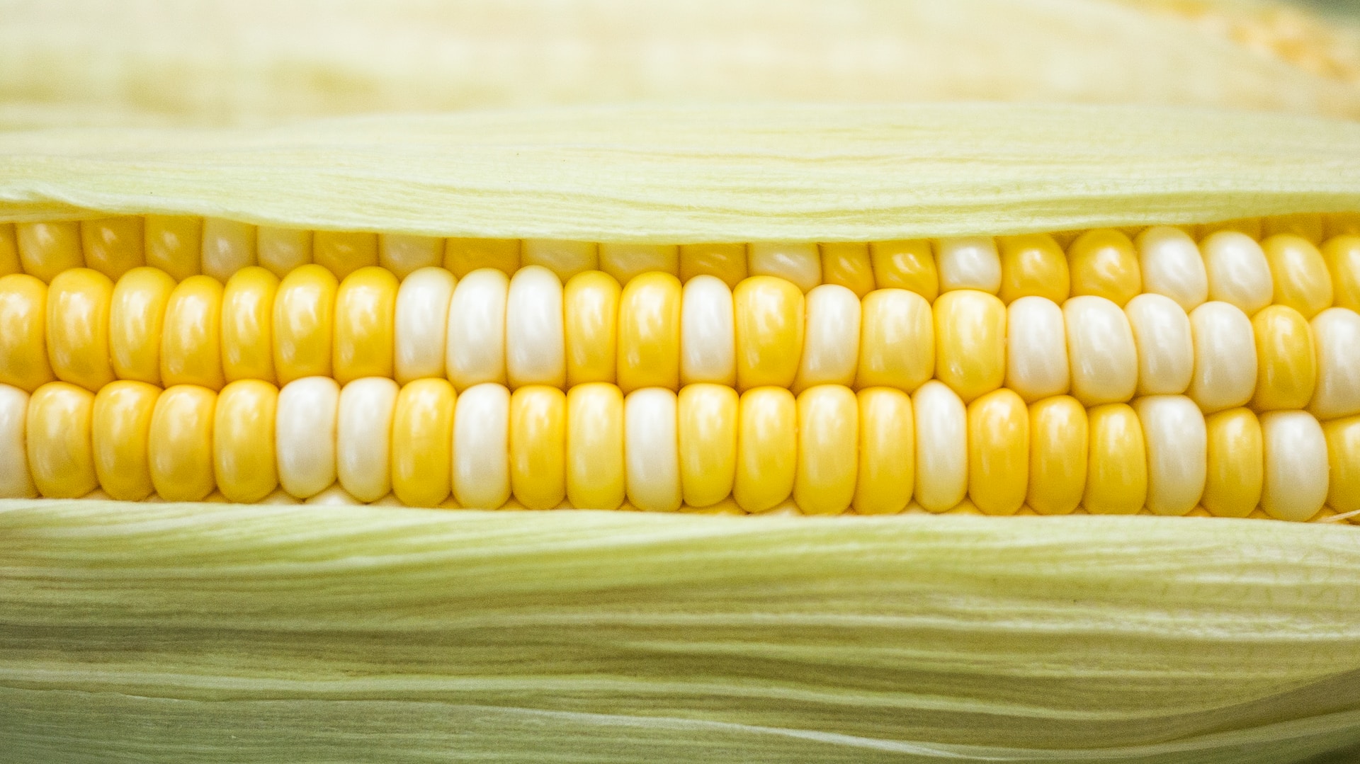 Corn on the cob closeup