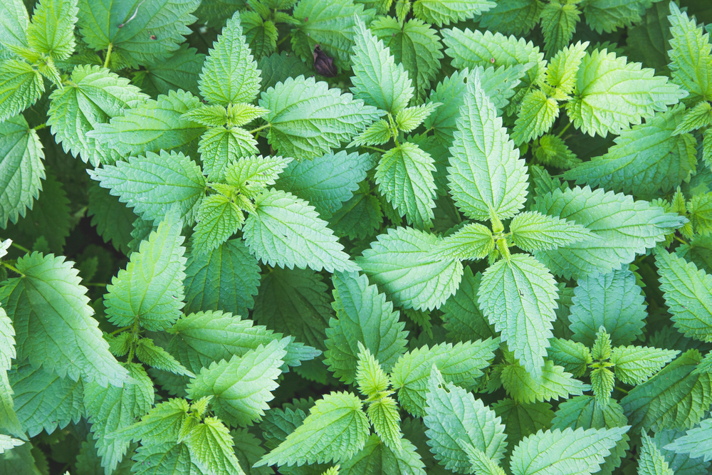 Stinging nettle leaves