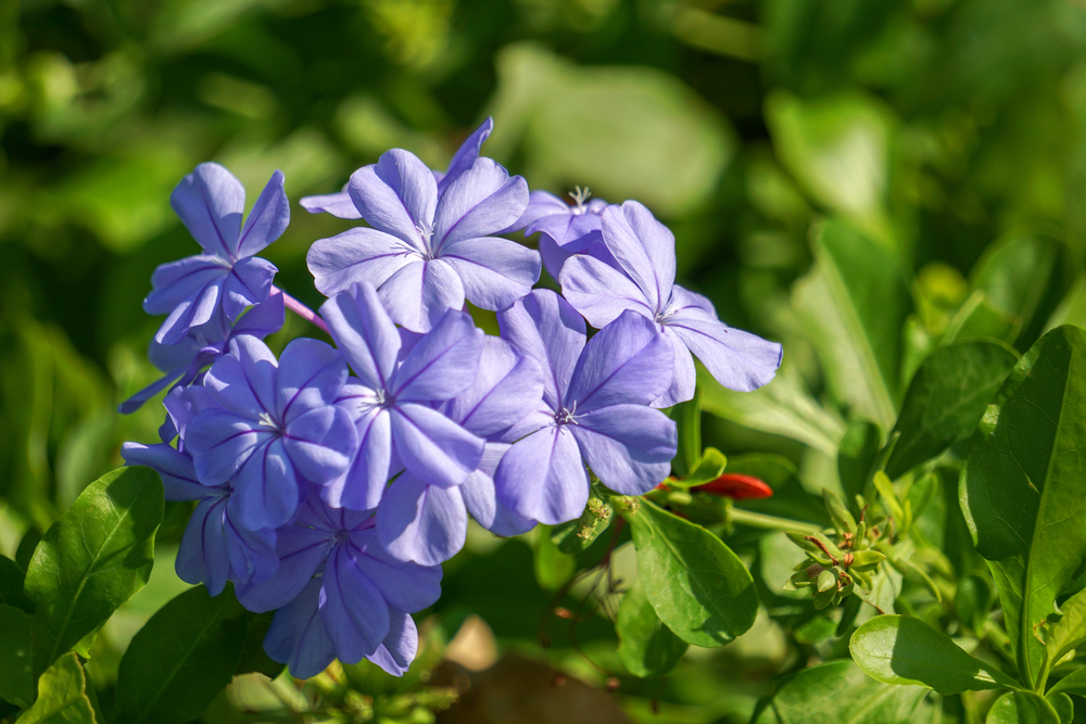 Leadwort flowers in a cluster