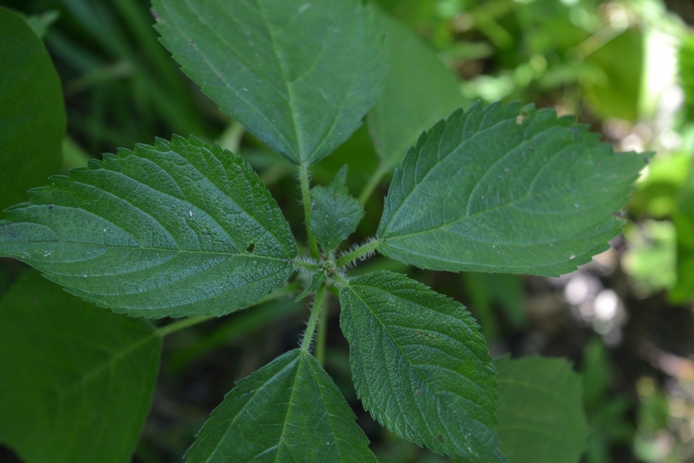 Wood nettle leaves up close