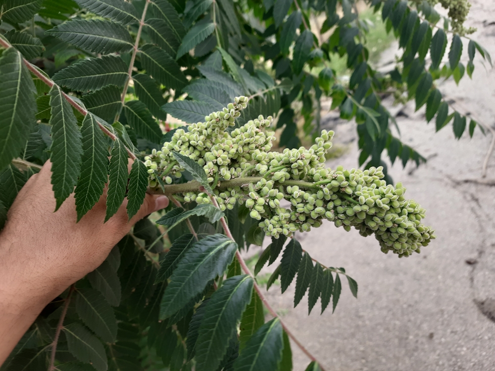 Immature Sumac Plant