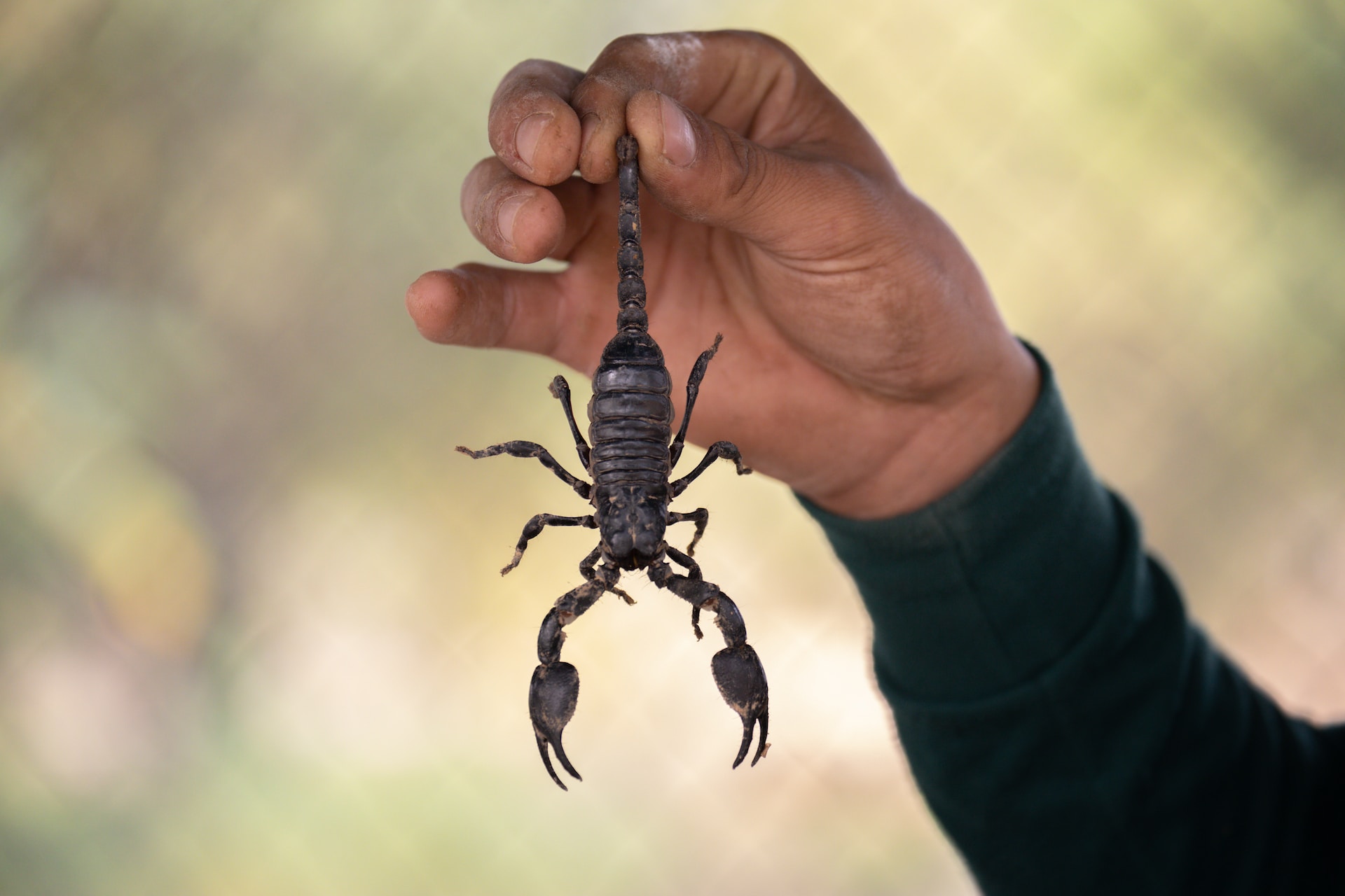 How to treat scorpion stings: 4 essential things you should do - The Manual