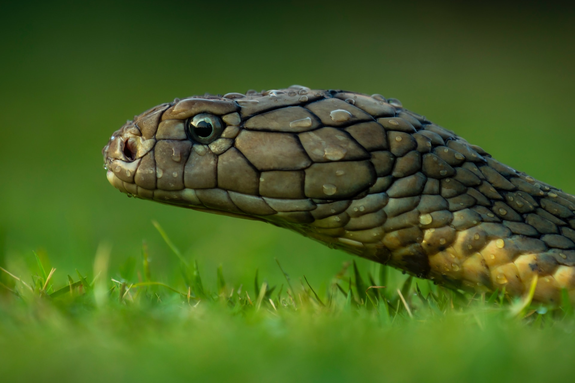 A snake slithering through grass