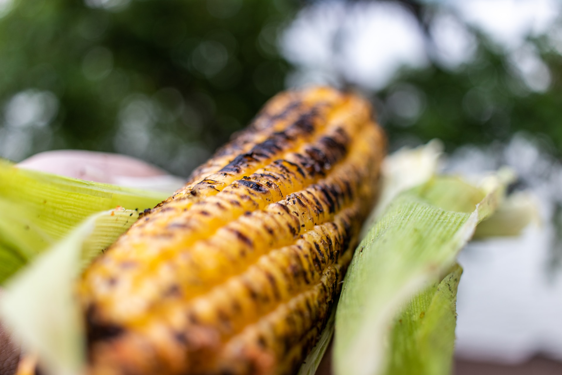 Grilled corn on the cob