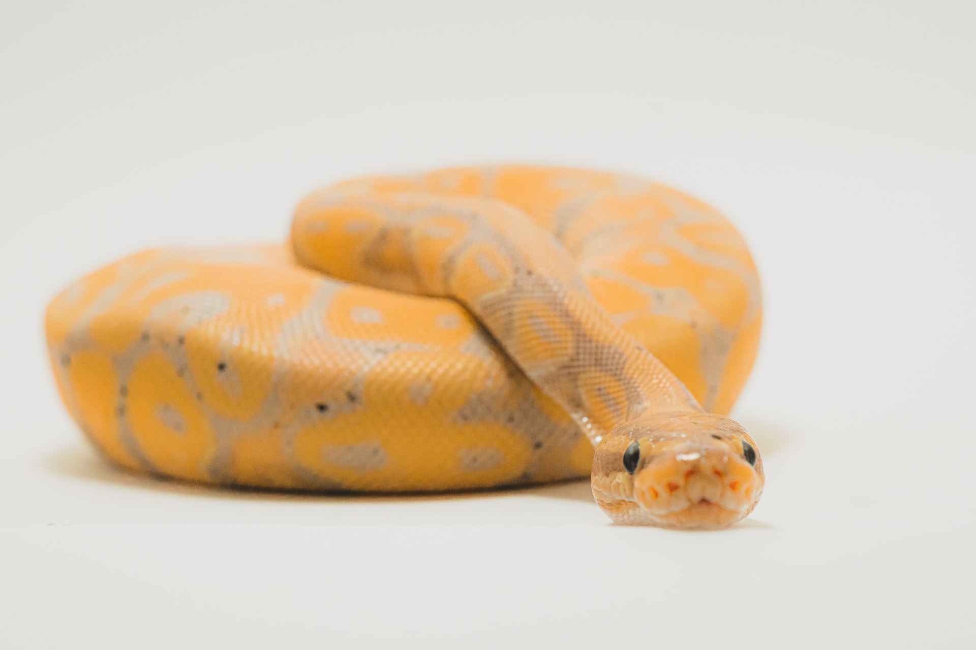 Orange snake against a white background