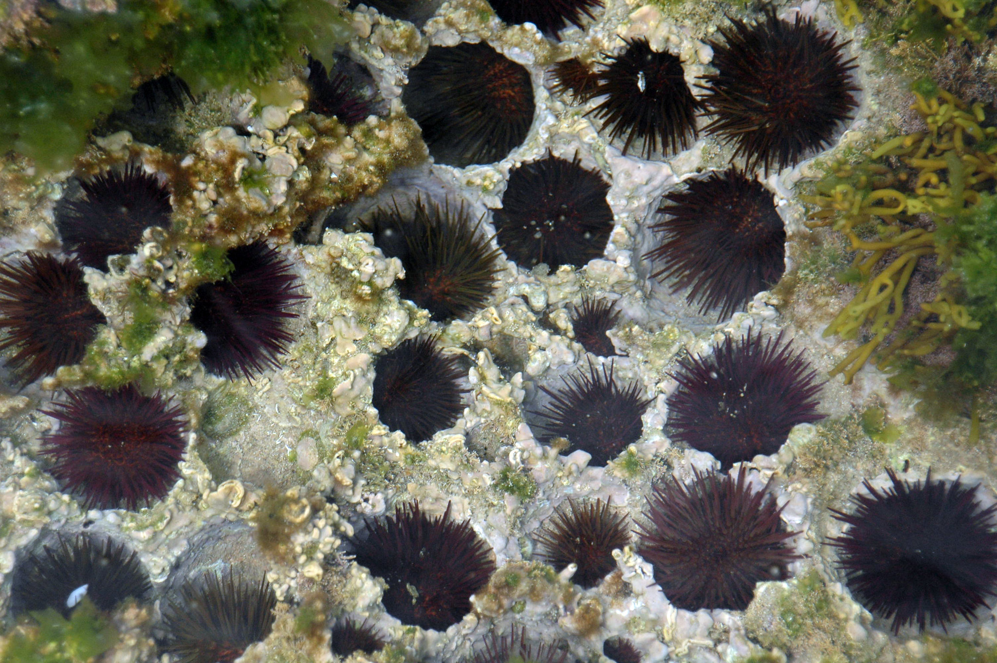 Sea urchins