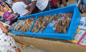 Belize Lobster Fest