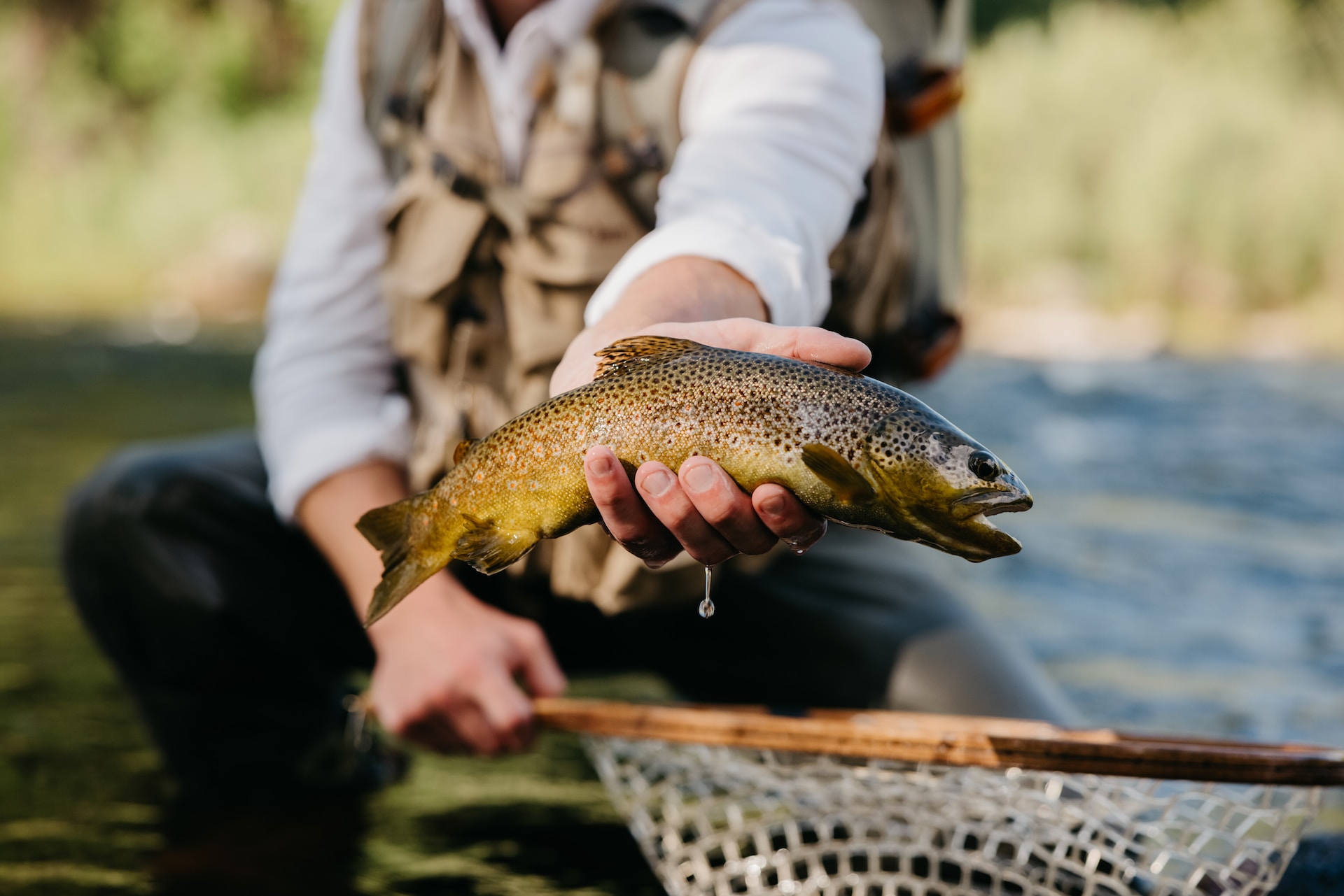 Yellowstone river mountain whitefish should not be eaten, but rainbow trout  are fine, authorities say: Here's why - The Manual