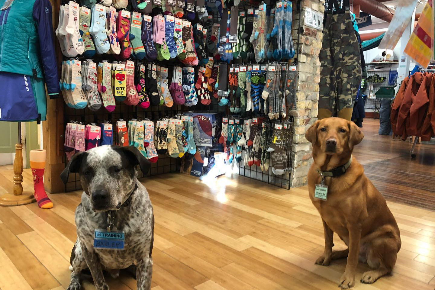 Two dogs inside Midwest Mountaineering outdoor gear shop in Minneapolis, Minnesota.