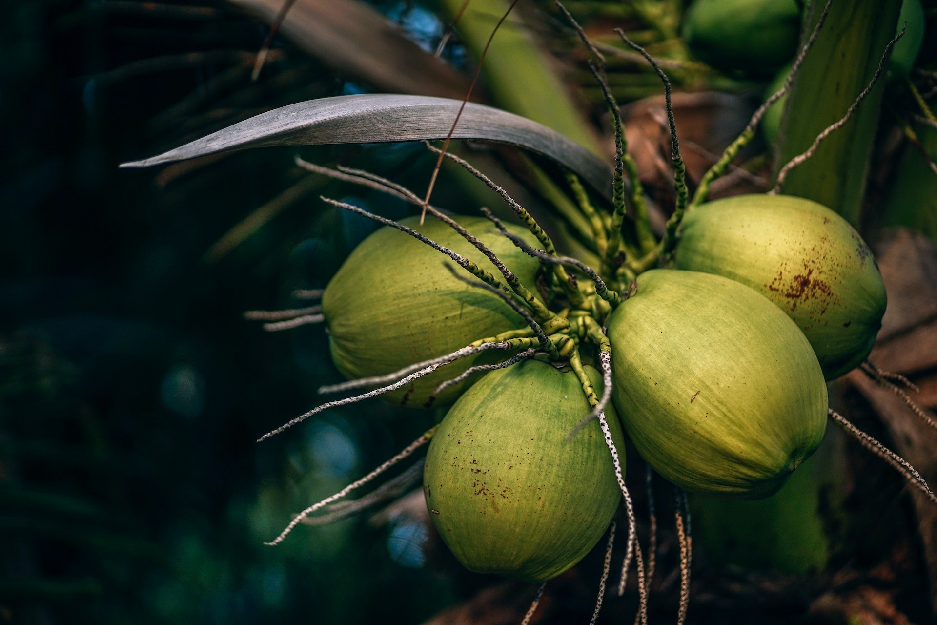 Top 10 Evidence-Based Health Benefits of Coconut Oil