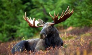 Moose sitting in a field in an open clearing during the day