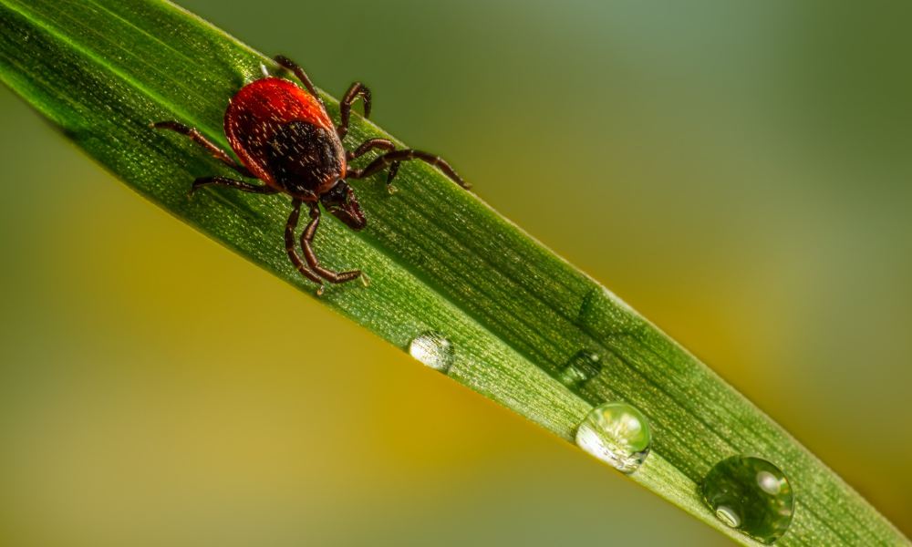 Close-up of a red tick and water droplets on a blade of grass