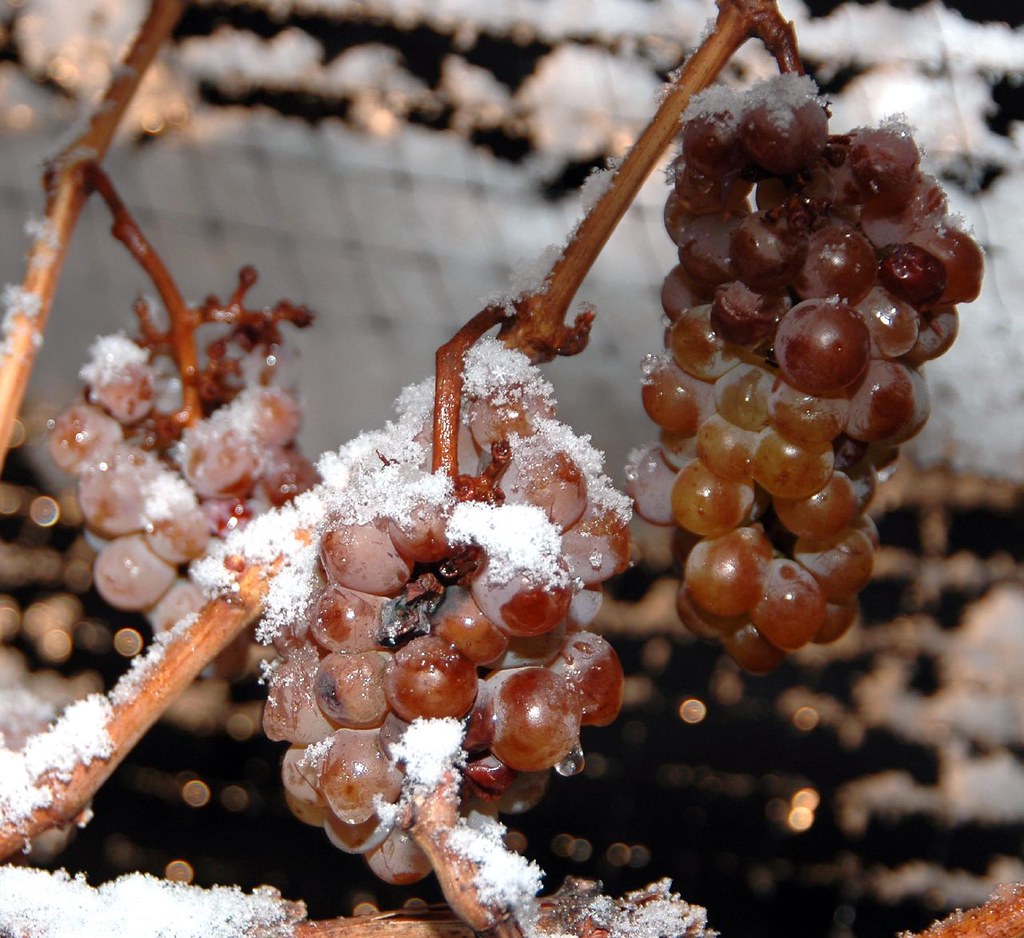 What is ice wine and why is it so special The Manual