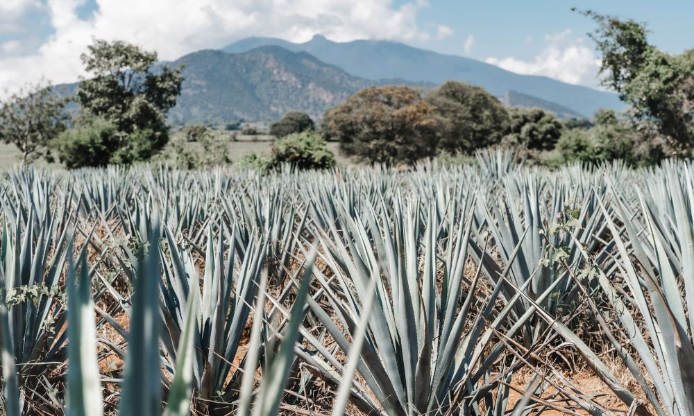 Agave in a field