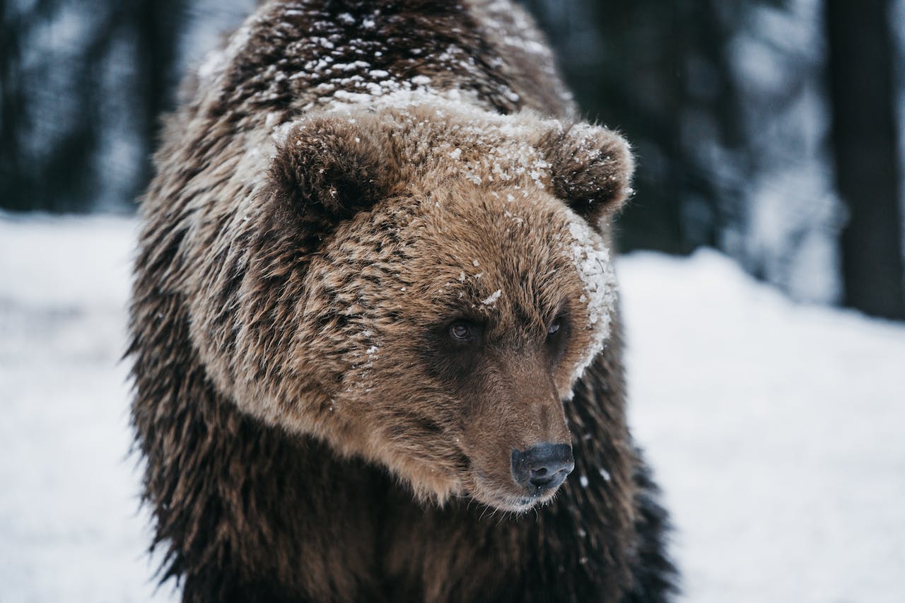 Man Survives Bear Attack — the Second in Colorado Town in 2 Months